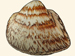 Cucullaeidae - Cucullaea labiata