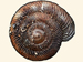 Discidae - Discus rotundatus / Bearbeitung des Bildes Discus rotundatus 2.JPG von Aiwok aus Wikimedia / CC-Lizenz BY-SA