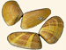 Donacidae - Donax trunculus