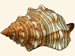 Fasciolariidae - Pleuroploca trapezium
