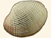 Fimbriidae - Fimbria fimbriata
