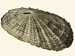 Fissurellidae - Diodora graeca