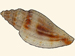 Mangeliidae - Eucithara fusiformis