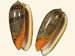 Olividae - Oliva reticulata