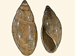 Physidae - Aplexa hypnorum / Bearbeitung des Bildes Aplexa hypnorum.jpg von Francisco Welter Schultes aus Wikimedia