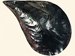 Pinnidae - Atrina vexillum
