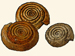 Planorbidae - Bathyomphalus contortus
