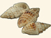 Pyramidellidae - Otopleura auriscati