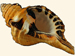 Ranellidae - Cymatium grandimaculatum