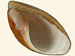 Scaphandridae - Scaphander lignarius