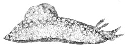 Aplysia punctata - Aplysiidae