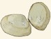 Semelidae - Scrobicularia plana