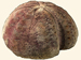 Spatangidae - Spatangus purpureus