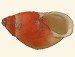 Strophocheilidae - Mirinaba erythrosoma