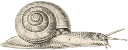 Zonites algirus - Zonitidae