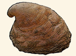 Capulidae / Mtzenschnecken