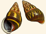 Camaenidae / Camaena-Artige