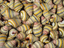 Liguus virgineus A S (x3)