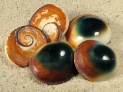 Turbo petholatus operculum