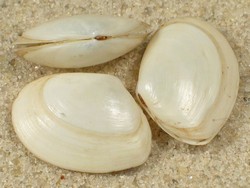 Abra alba - Semelidae