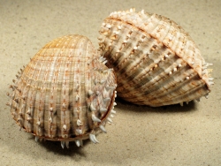 Acanthocardia aculeata - Cardiidae