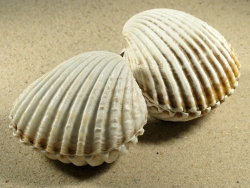 Acanthocardia tuberculata - Cardiidae