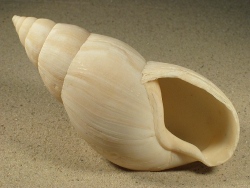 Achatina fulica - Achatinidae