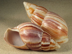 Achatina fulica - Achatinidae