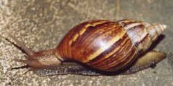 Achatina fulica - Achatinidae