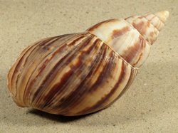 Achatina immaculata - Achatinidae