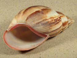 Achatina immaculata - Achatinidae