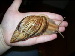 Achatina immaculata - Achatinidae