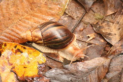 Achatina immaculata - Achatinidae