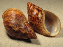 Achatina reticulata - Achatinidae