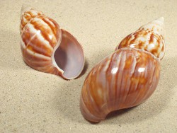 Achatina fulica - Achatinidae