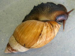 Achatina fulica - Achatinidae