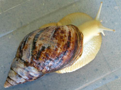 Achatina reticulata - Achatinidae