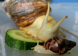 Achatina reticulata - Achatinidae