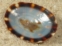 Lottia scutum - Lottiidae