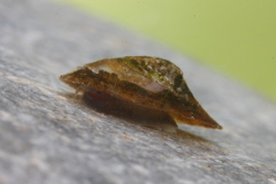 Acroloxus lacustris - Acroloxidae