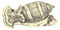 Acteon tornatilis - Acteonidae