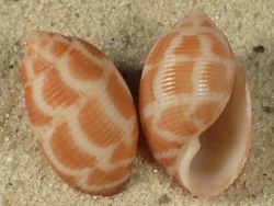 Punctacteon variegatus - Acteonidae