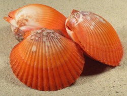 Aeqipecten flabellum - Pectinidae