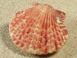 Argopecten gibbus - Pectinidae