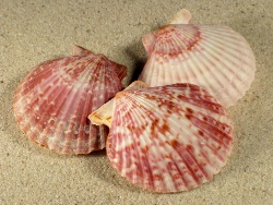 Aequipecten opercularis Pectinidae