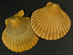 Aequipecten opercularis - Pectinidae