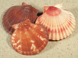 Aequipecten opercularis - Pectinidae