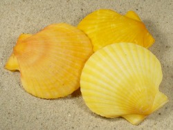 Aequipecten opercularis - Pectinidae