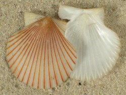 Aequipecten opercularis Pectinidae