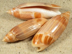 Agaronia acuminata - Olividae